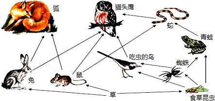 生態(tài)系統(tǒng)的能量流動(dòng)——食物網(wǎng)結(jié)構(gòu)理論