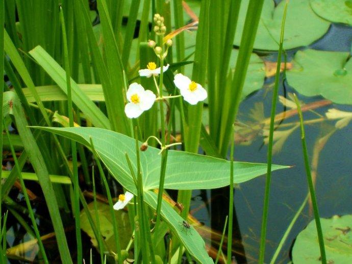 生態(tài)系統(tǒng)的能量流動(dòng)——能量動(dòng)力學(xué)分析