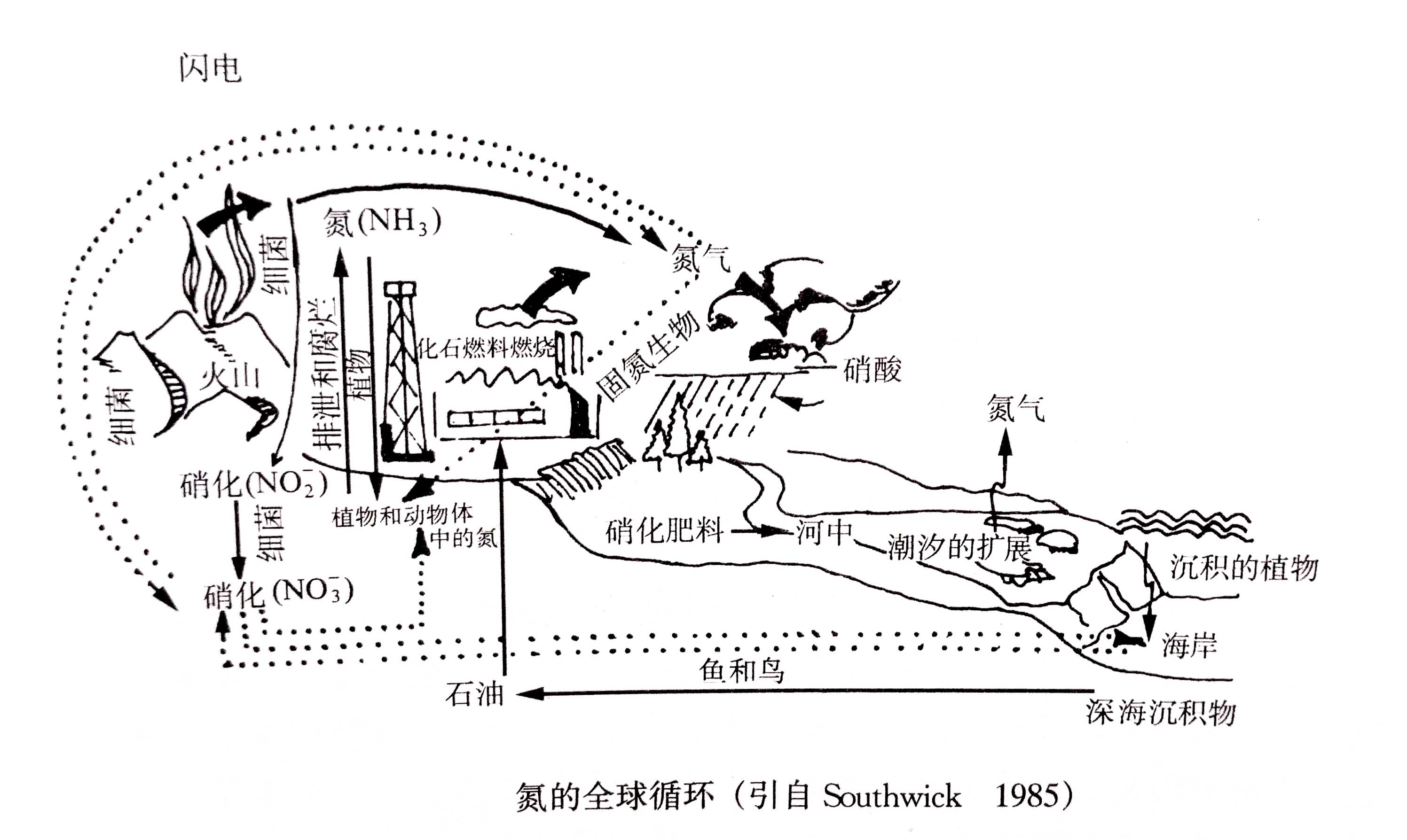 生態(tài)系統(tǒng)的物質(zhì)循環(huán)——氮、磷、硫循環(huán)