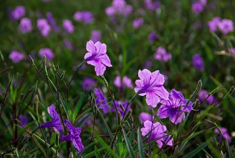 藍(lán)花??1.jpg